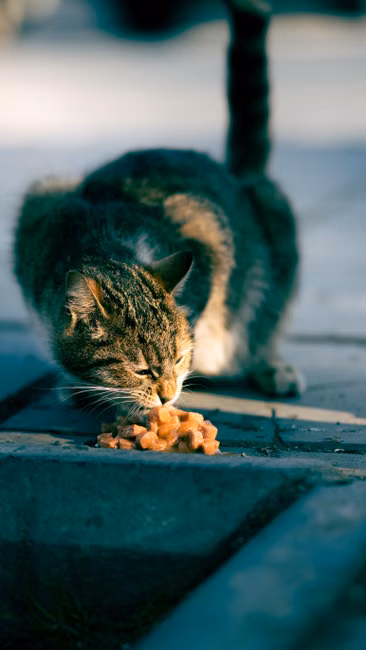 Ração para Gatos (10kg)
