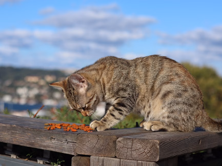 Ração Premium para Cães (15kg)