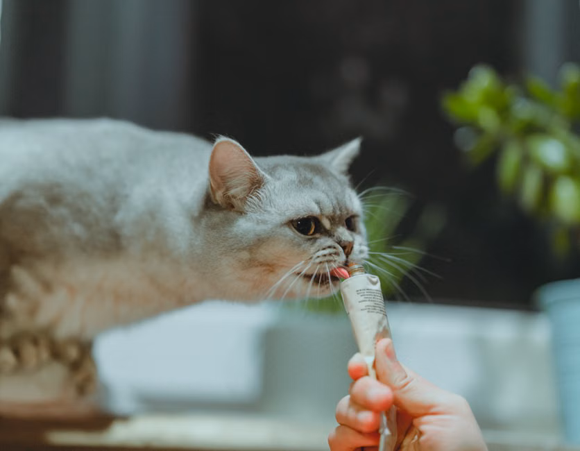 Ração para Gatos Castrados (7,5kg)